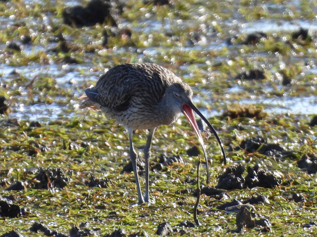 Far Eastern Curlew - ML645084514