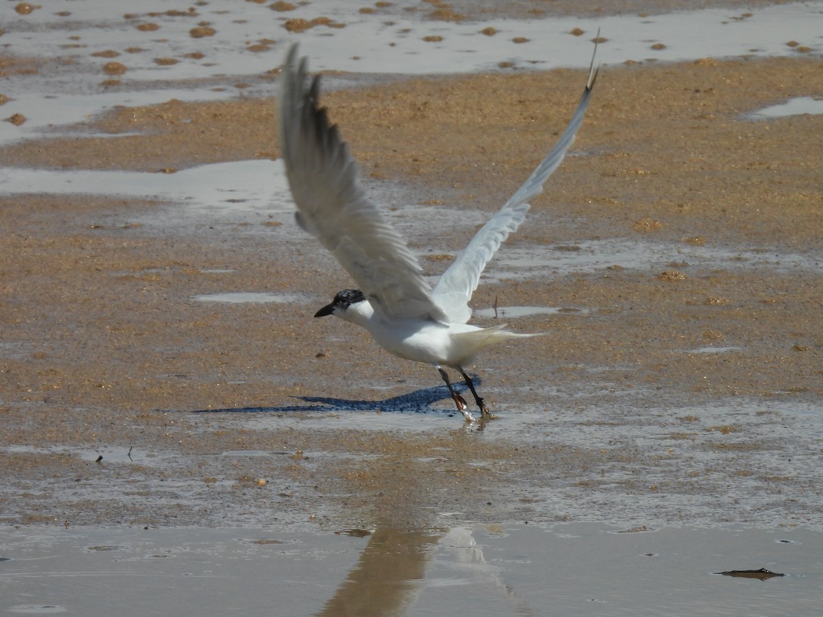 Australian Tern - ML645084517