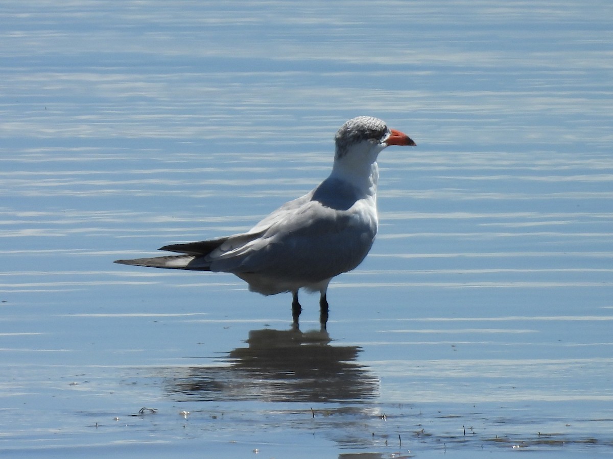 Caspian Tern - ML645084525
