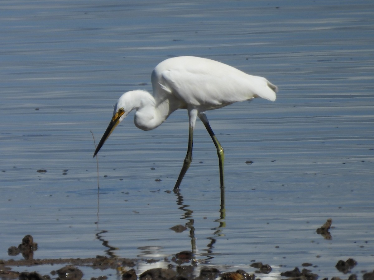 Little Egret - ML645084528
