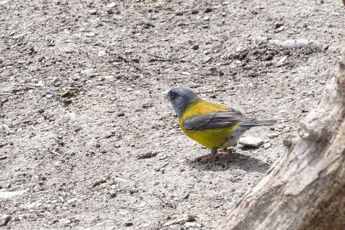 Patagonian Sierra Finch - ML645084535