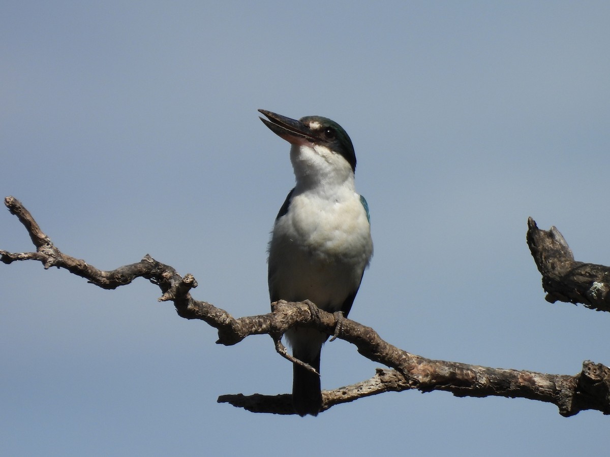 Torresian Kingfisher - ML645084541