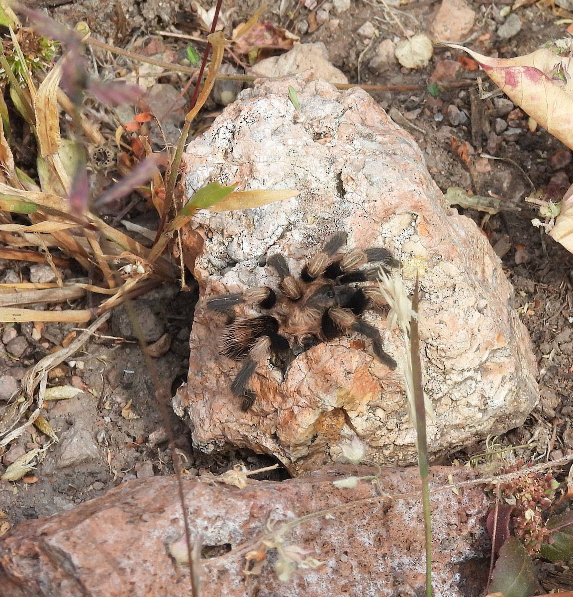 Animals - ML645084543