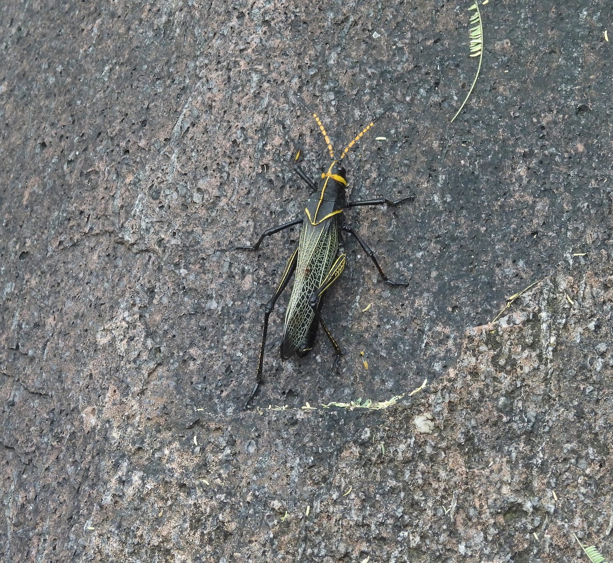 Animals - ML645084544