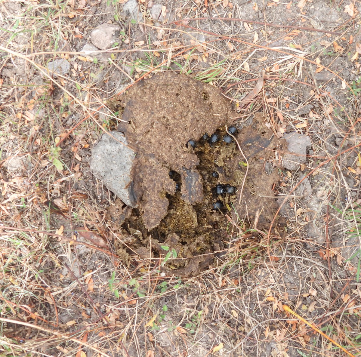 Animals - ML645084545