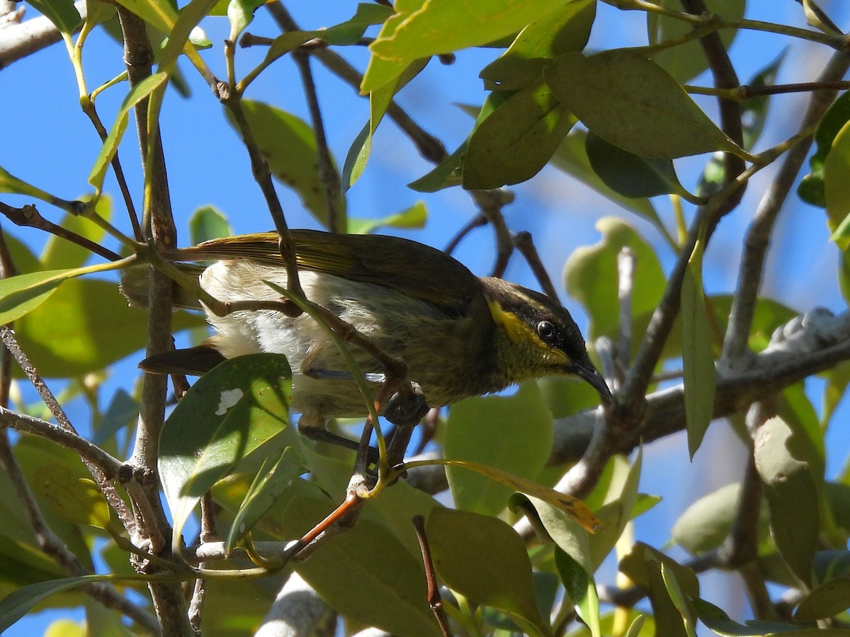 Mangrove Honeyeater - ML645084548
