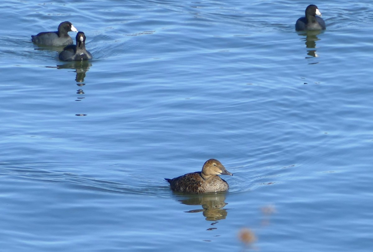 King Eider - ML645084557