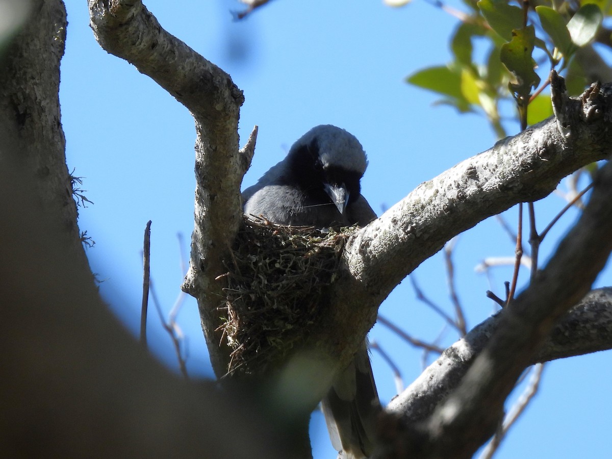 Black-faced Cuckooshrike - ML645084561