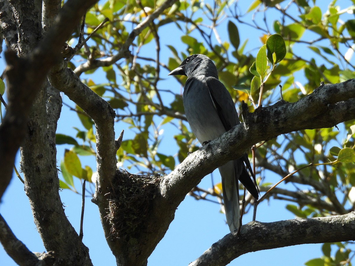 Black-faced Cuckooshrike - ML645084562