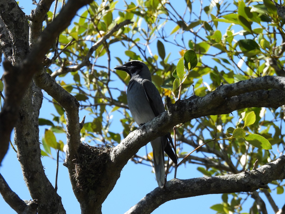 Black-faced Cuckooshrike - ML645084563
