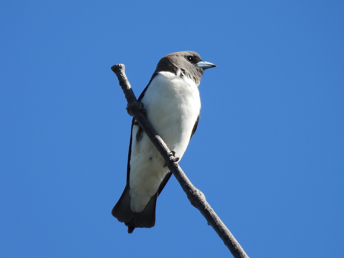 White-breasted Woodswallow - ML645084569