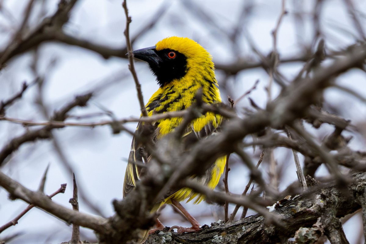 Tessitore gendarme - ML645084573