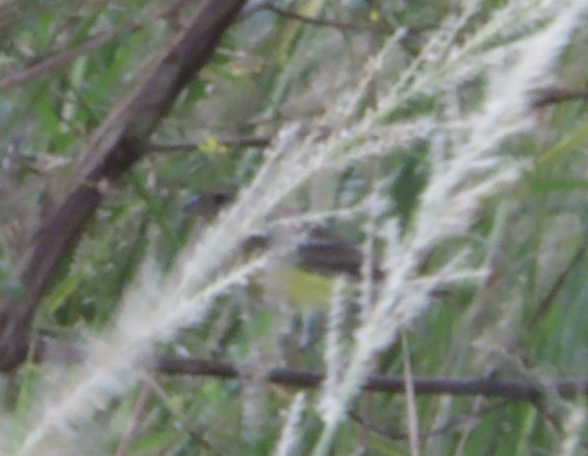 Вівсянка лучна - ML645084574