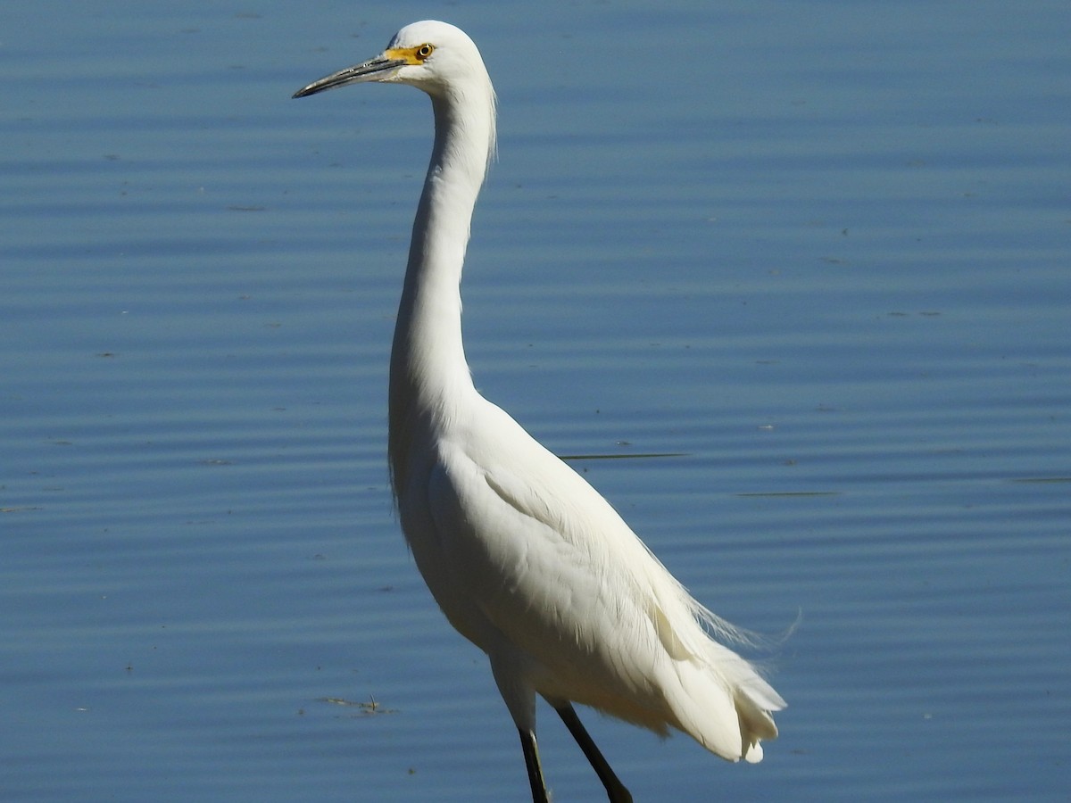 Great Egret - ML645084575