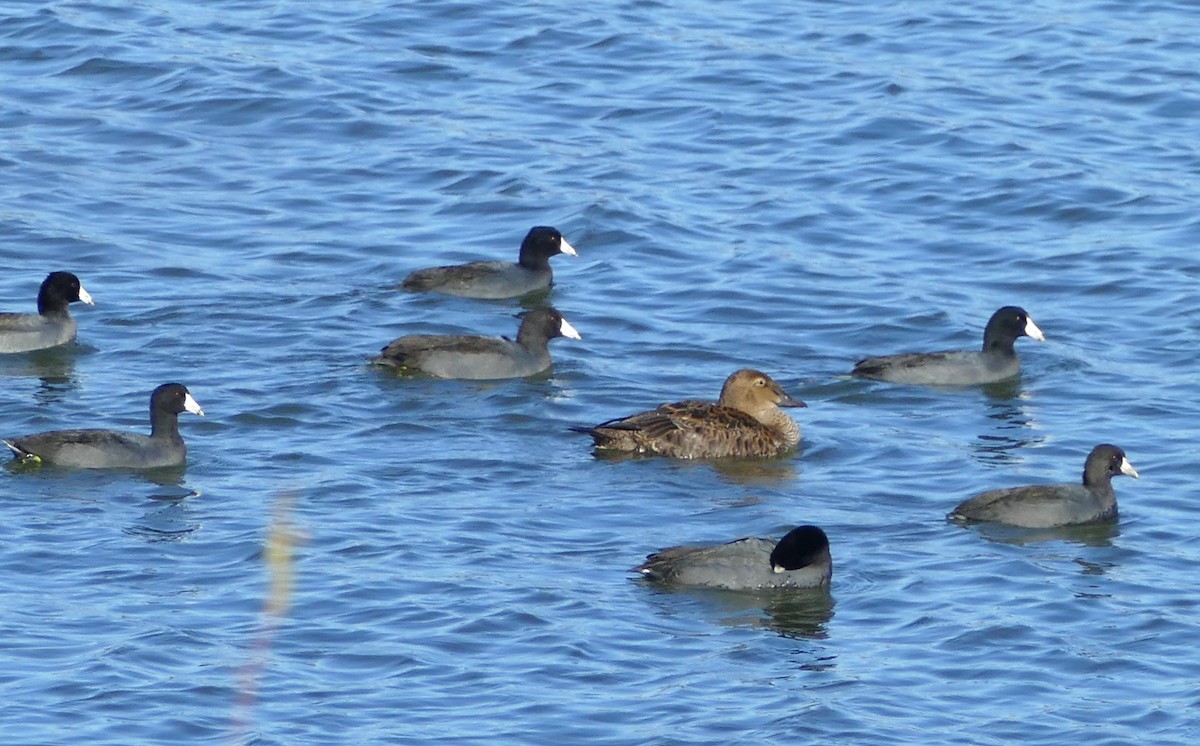 King Eider - ML645084588