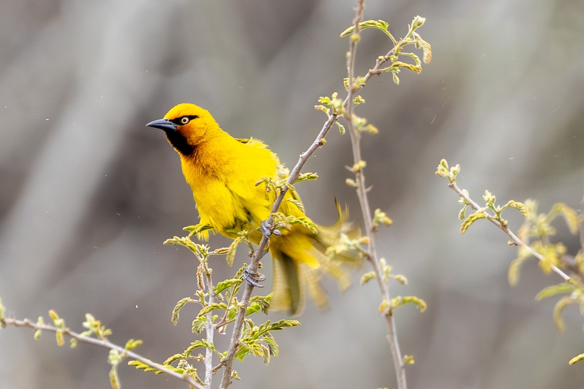 Spectacled Weaver - ML645084616