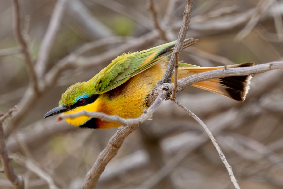 Little Bee-eater - ML645084626