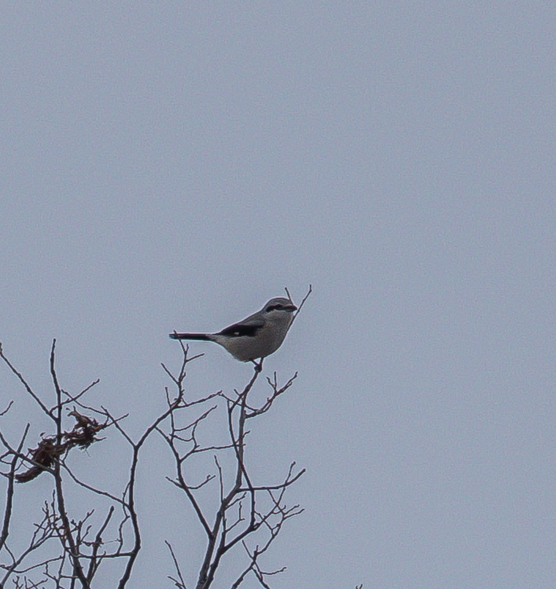 Alcaudón Boreal - ML645084628