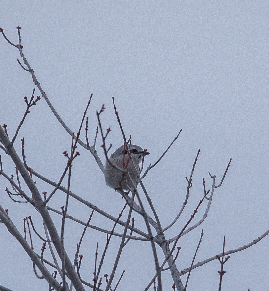 Alcaudón Boreal - ML645084629