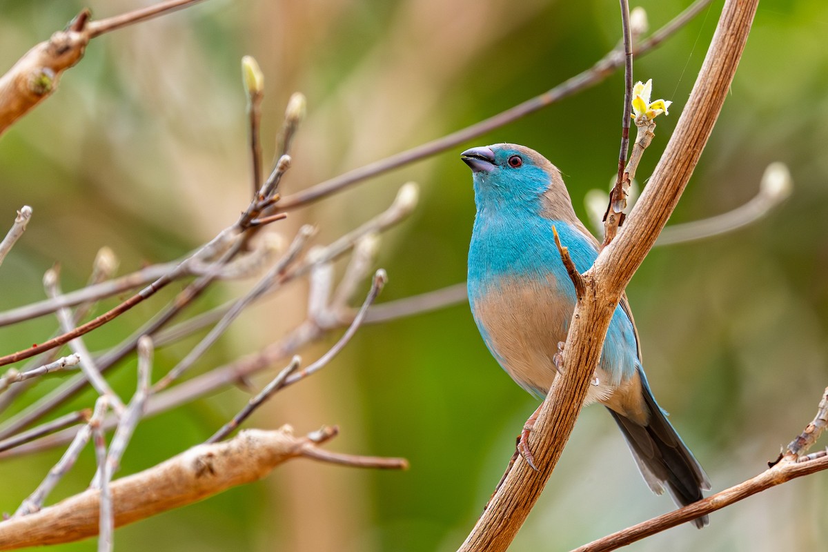 Southern Cordonbleu - ML645084641
