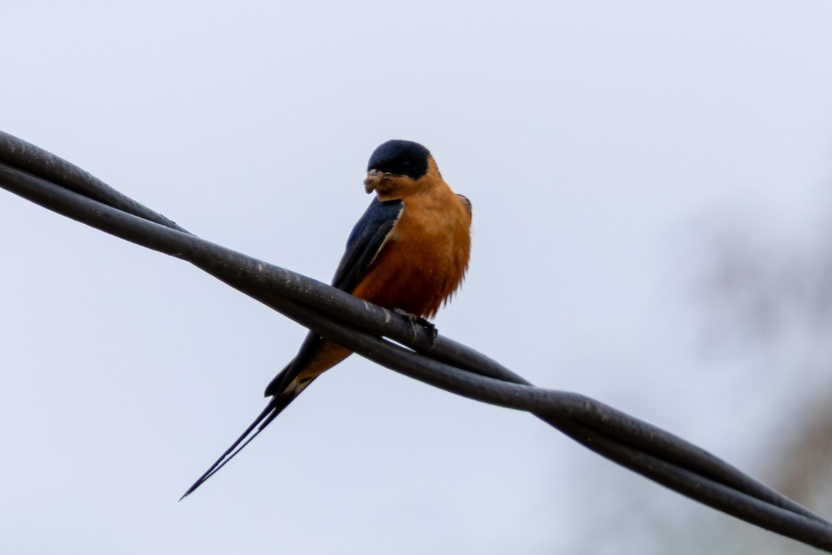 Rufous-chested Swallow - ML645084644