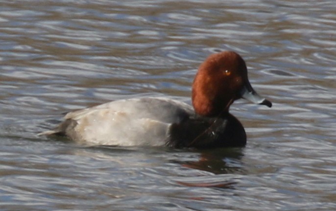 Redhead - ML645084648