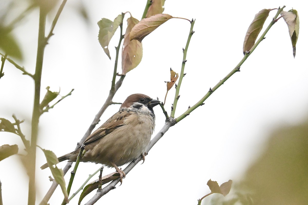 Ağaç Serçesi - ML645084650