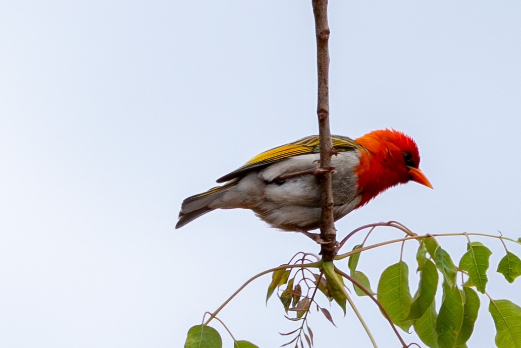 Anaplecte écarlate - ML645084652