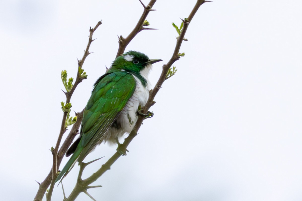 Klaas's Cuckoo - ML645084654