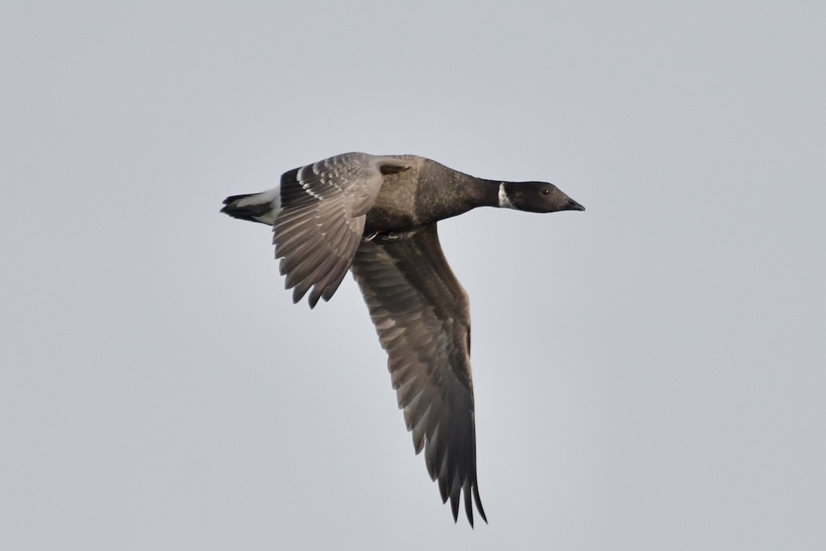 Brant - ML645084656