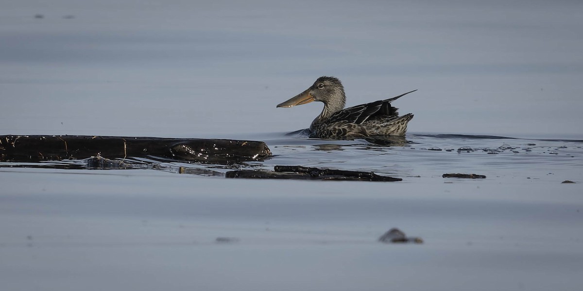 Mestolone - ML645084659