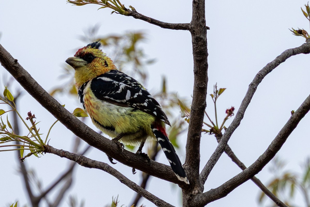 Crested Barbet - ML645084662