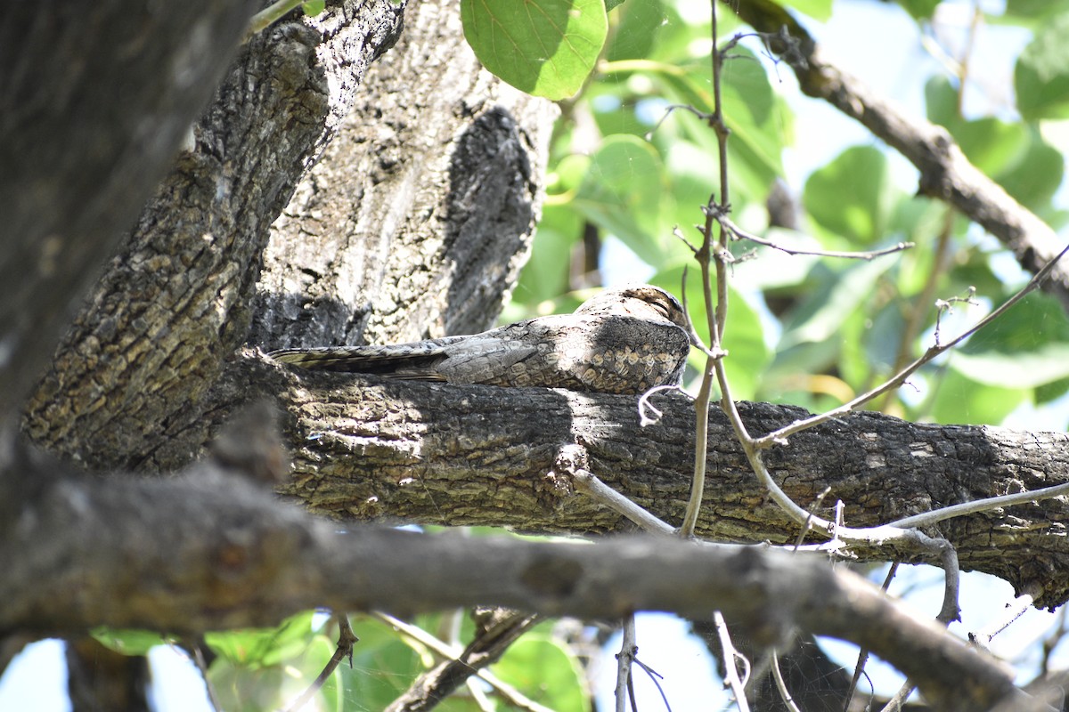 Hint Çobanaldatanı - ML645084667