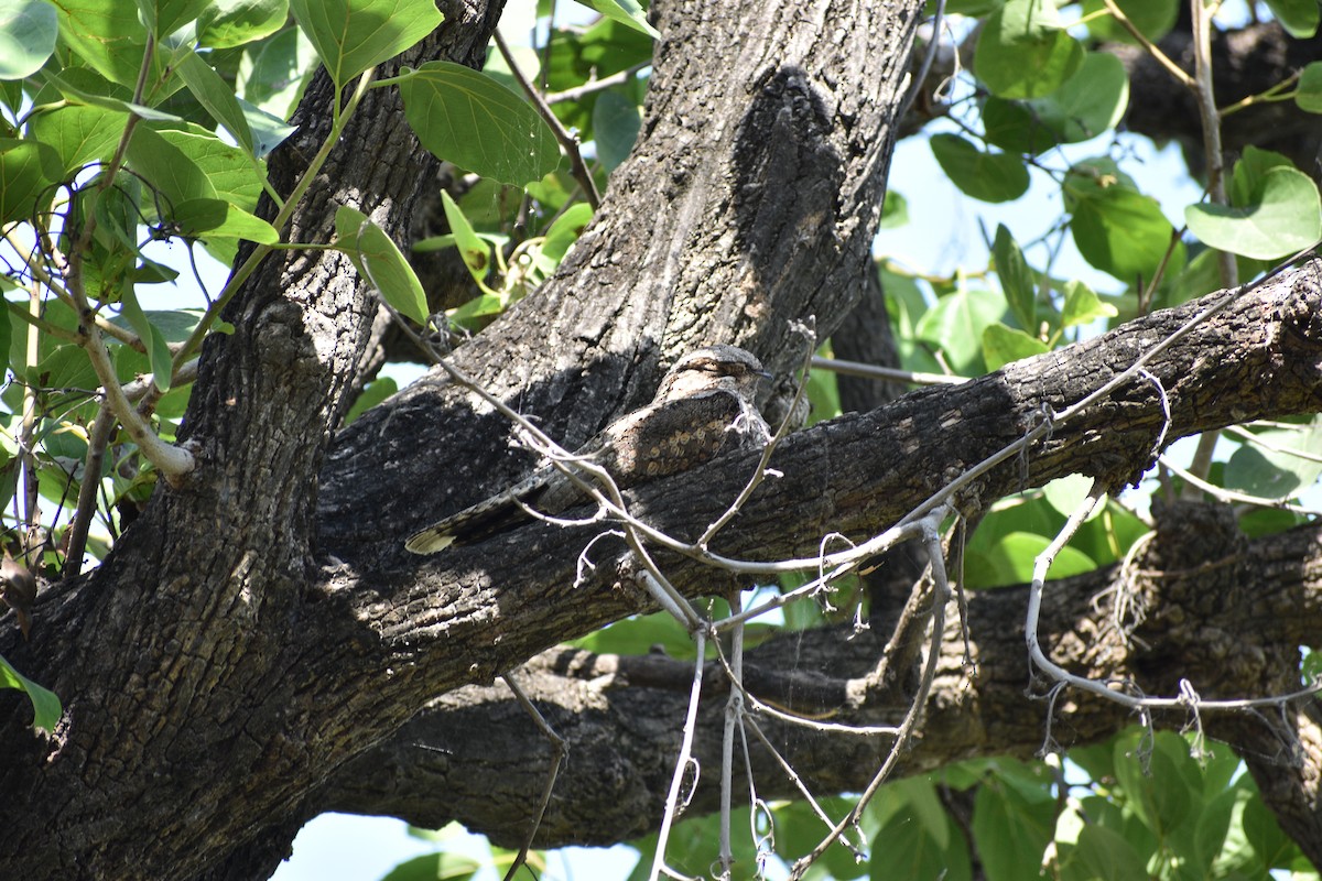 Hint Çobanaldatanı - ML645084668