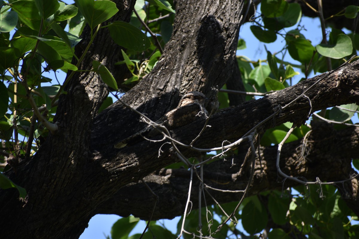 Hint Çobanaldatanı - ML645084669