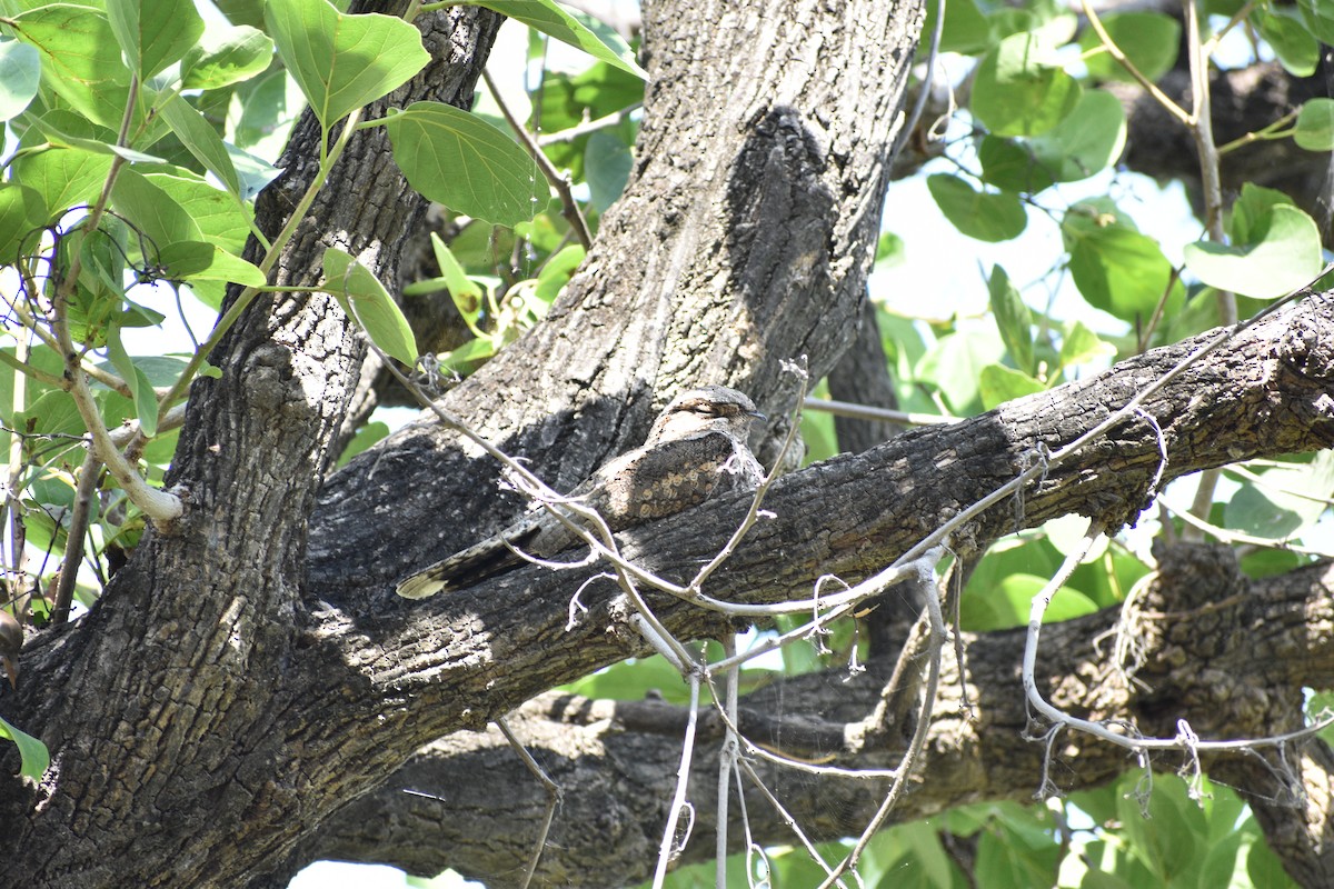 Hint Çobanaldatanı - ML645084670