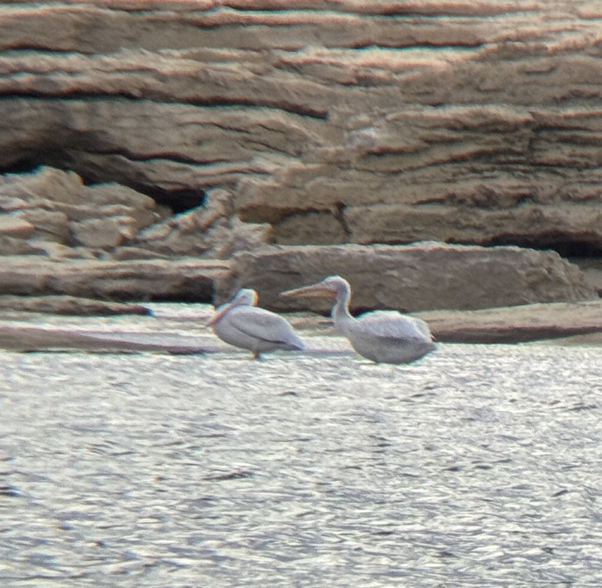 American White Pelican - ML645084674