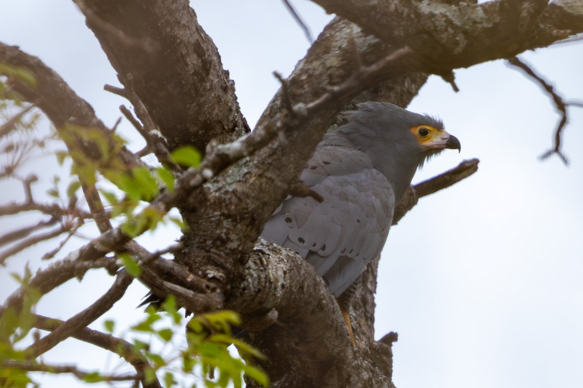 African Harrier-Hawk - ML645084684