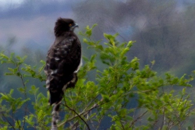 Black-chested Snake-Eagle - ML645084700