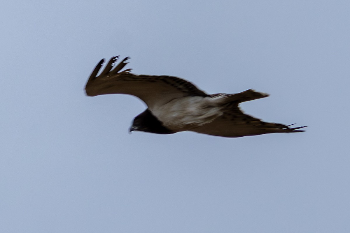 Black-chested Snake-Eagle - ML645084701