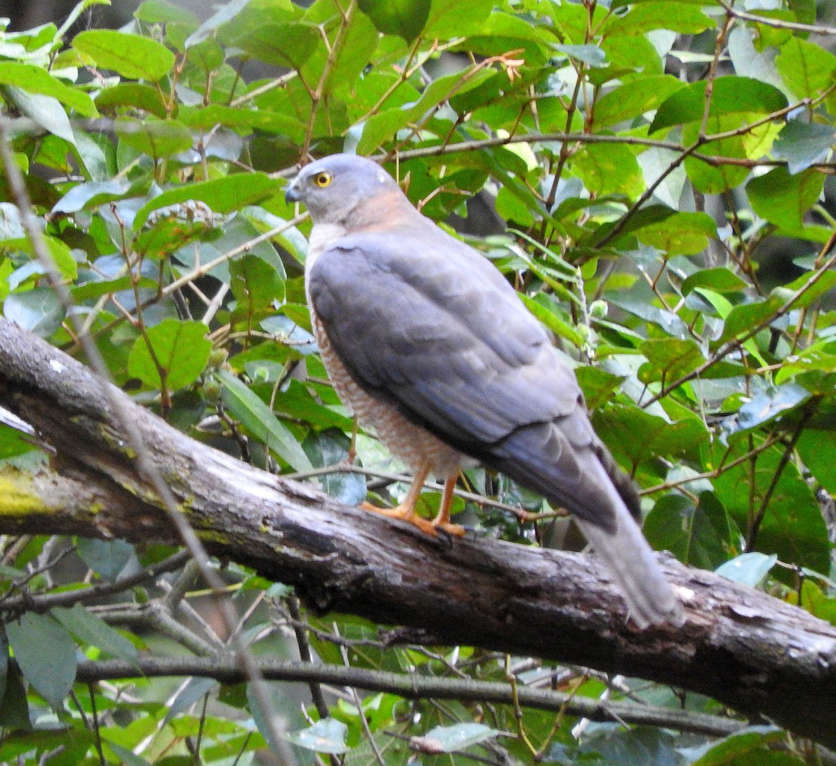 Brown Goshawk - ML64508471