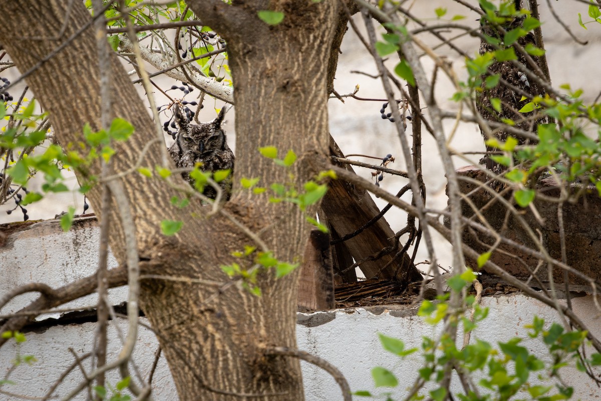Spotted Eagle-Owl - ML645084712