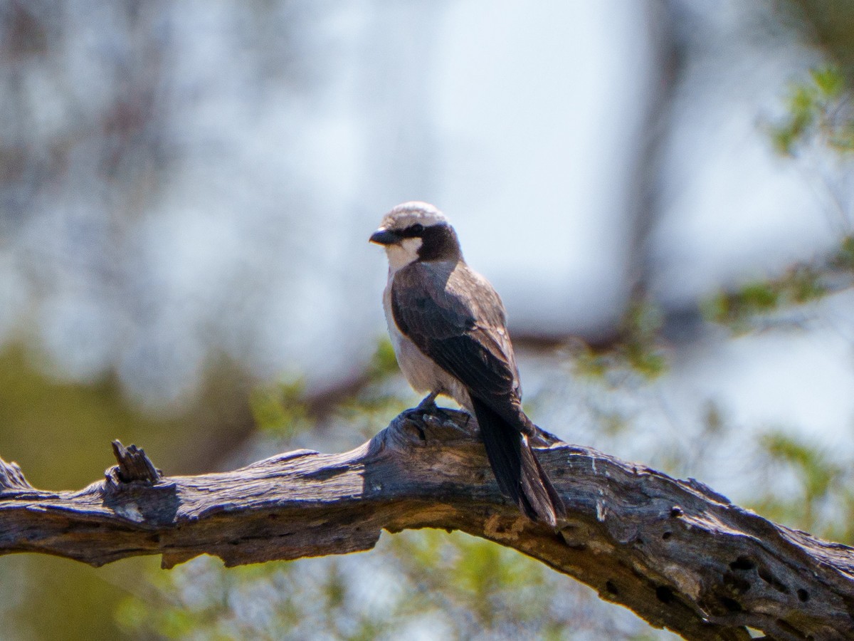 White-crowned Shrike - ML645084723