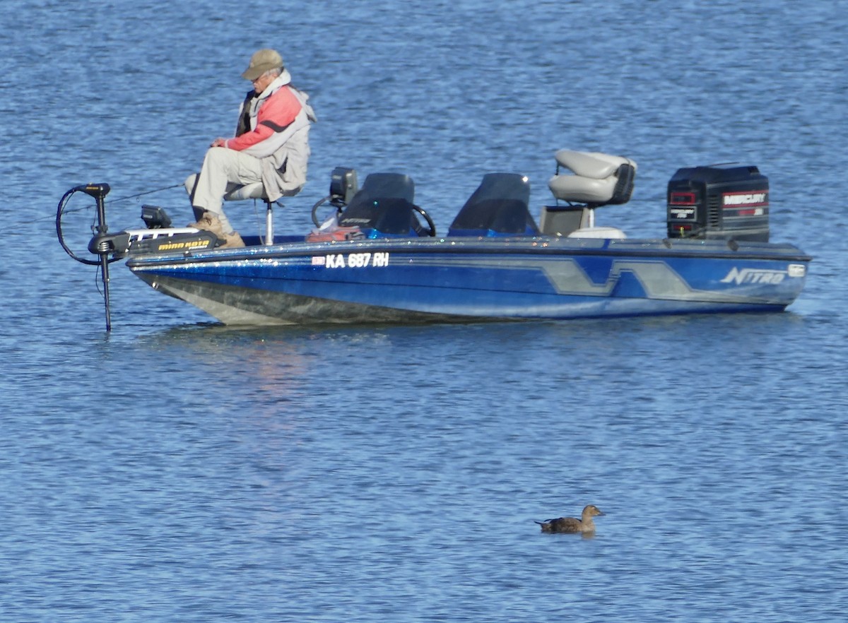 King Eider - ML645084724