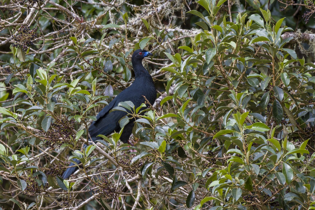 Black Guan - ML645084726