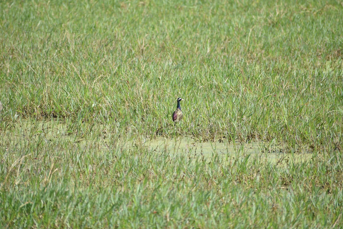 ostnák hnědoocasý - ML645084727