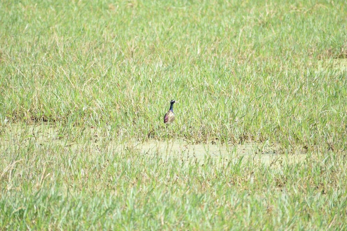 ostnák hnědoocasý - ML645084728