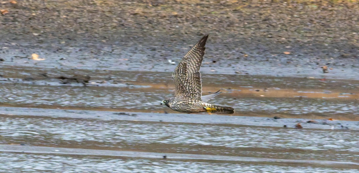 Peregrine Falcon - ML645084730