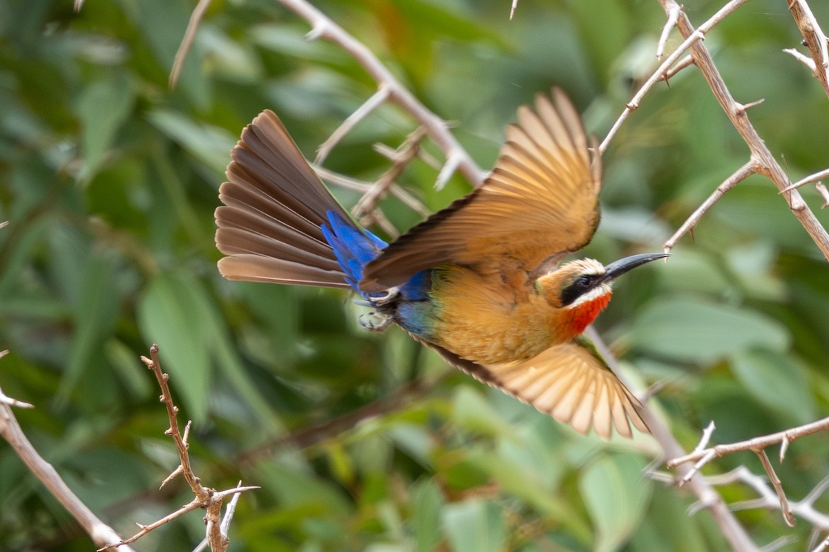 White-fronted Bee-eater - ML645084731