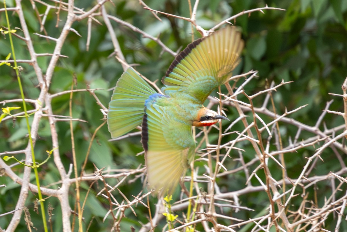 White-fronted Bee-eater - ML645084732